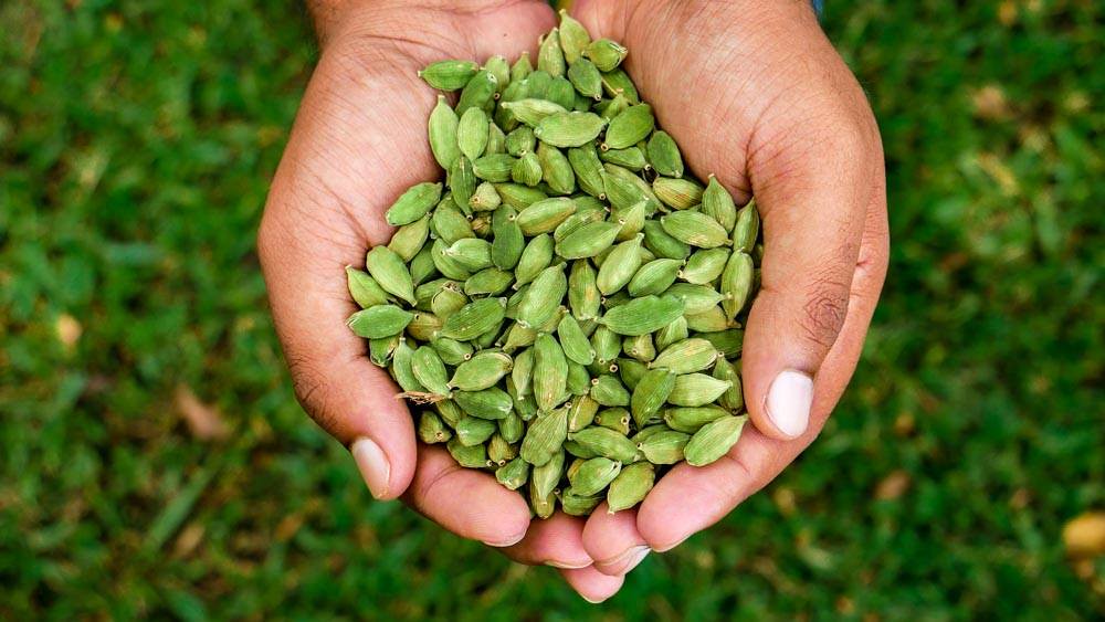green cardamom,green cardamom exporters,green cardamom suppliers,best quality green cardamom,green cardamom spices
